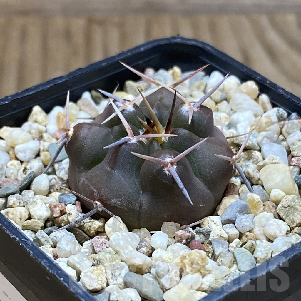 SH10907 Gymnocalycium chubutense RUS 364 - Image 2