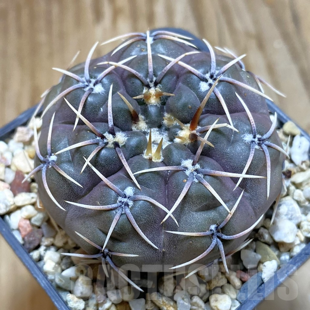 SH10908 Gymnocalycium kieslingii v. castaneum VG 201