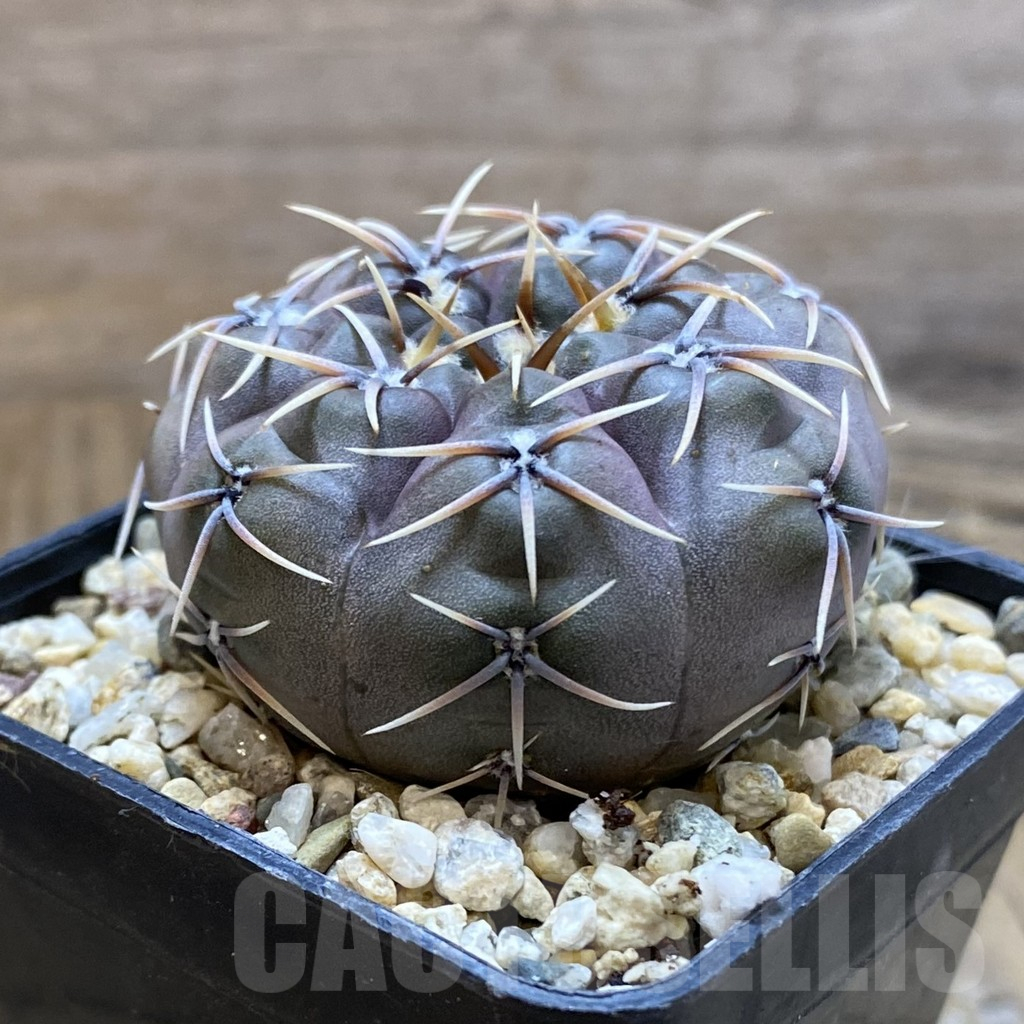 SH10908 Gymnocalycium kieslingii v. castaneum VG 201 - immagine 2