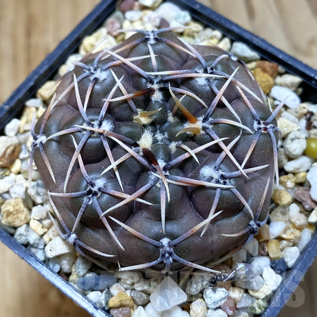 SH10909 Gymnocalycium kieslingii v. castaneum VG 201