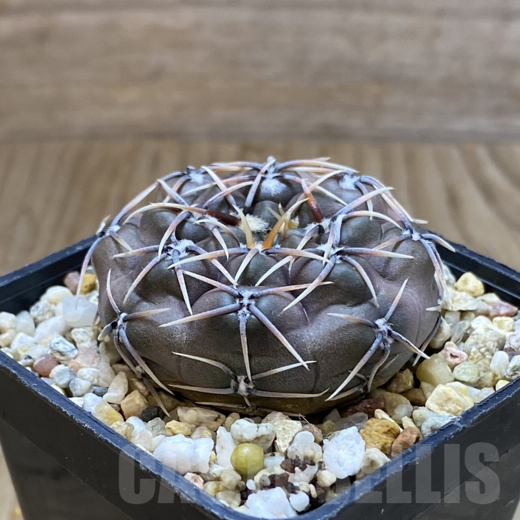 SH10909 Gymnocalycium kieslingii v. castaneum VG 201 - Image 2