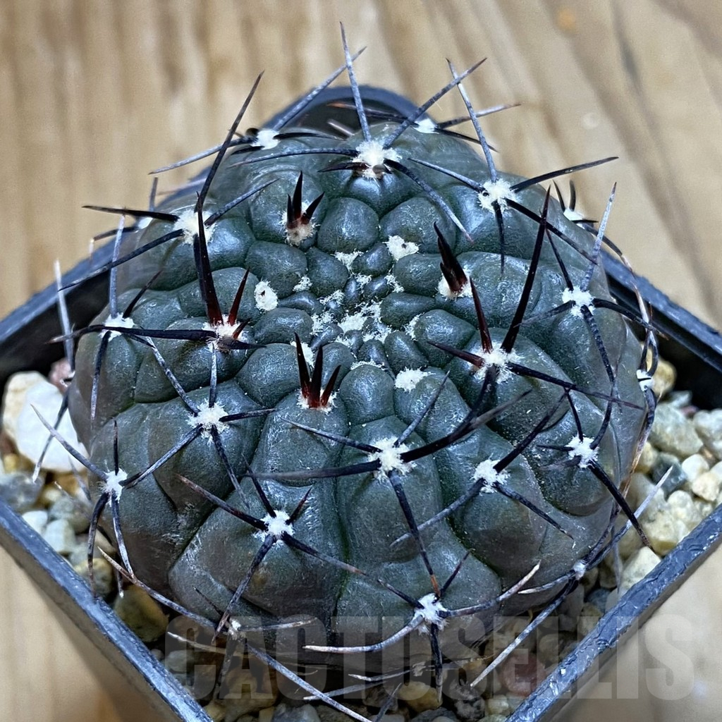 SH10910 Gymnocalycium esperanzae
