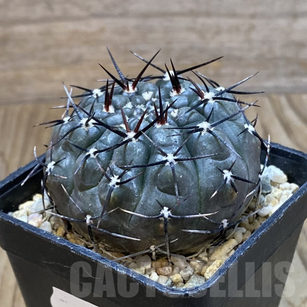 SH10910 Gymnocalycium esperanzae - Image 2