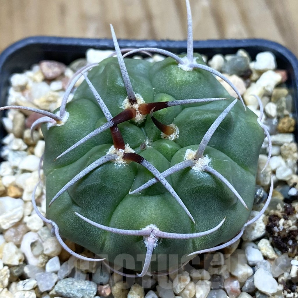 SH10912 Gymnocalycium ferocior