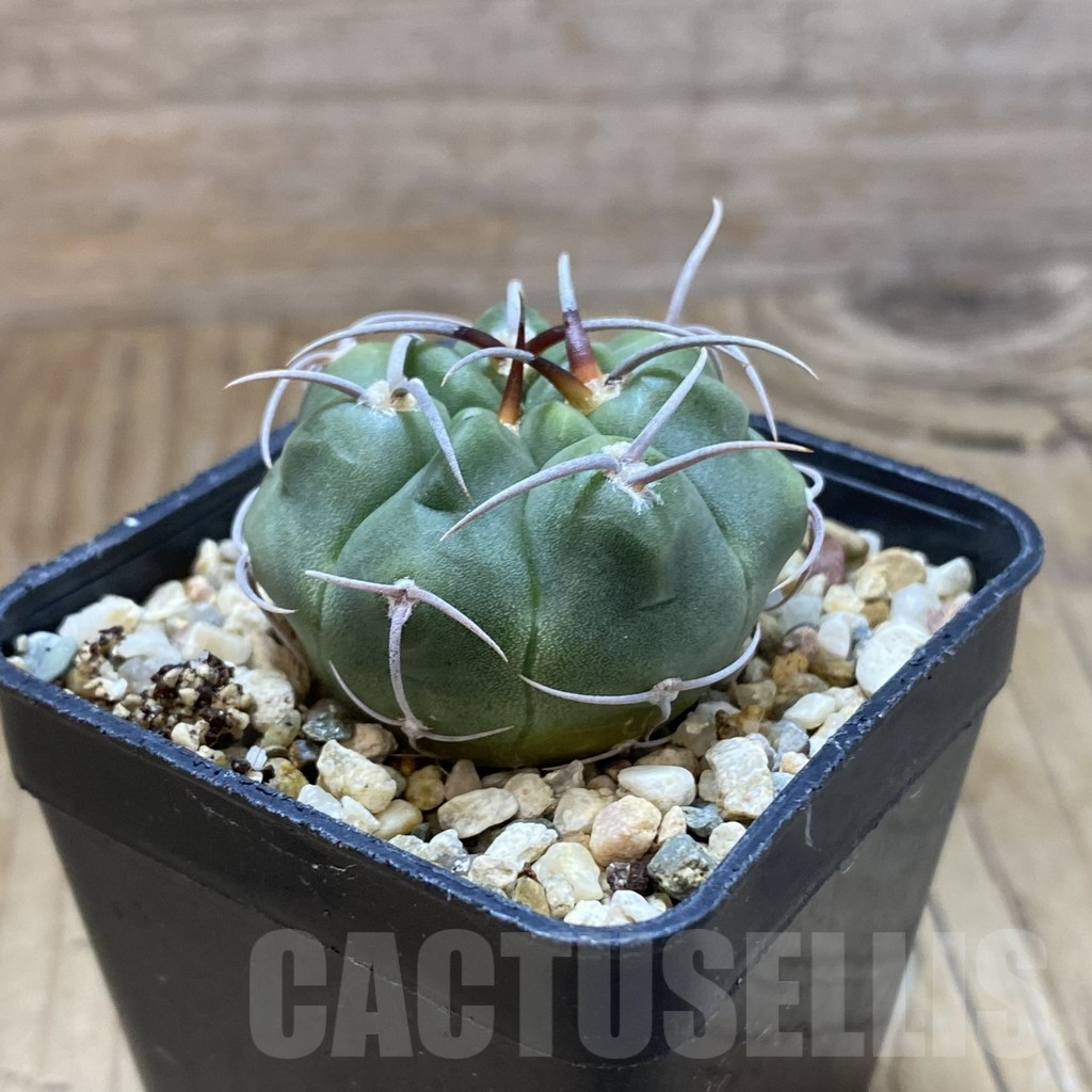 SH10912 Gymnocalycium ferocior - Imagen 2