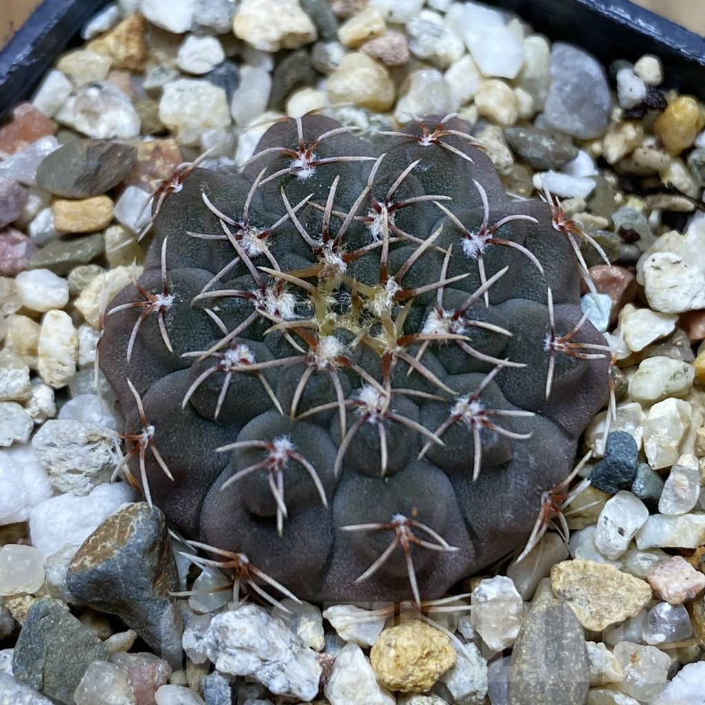 SH10913 Gymnocalycium stellatum VG 283