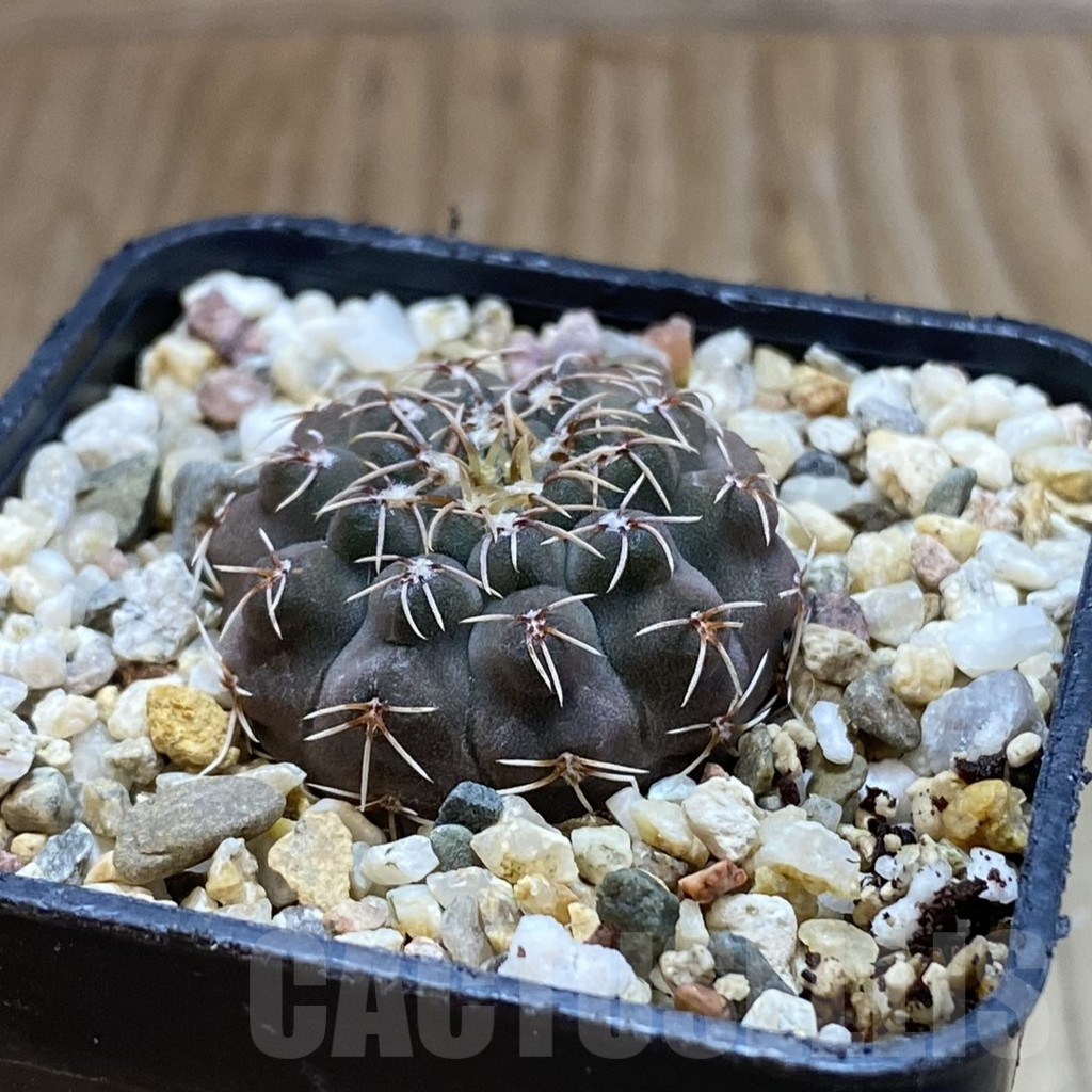 SH10913 Gymnocalycium stellatum VG 283 - Image 2