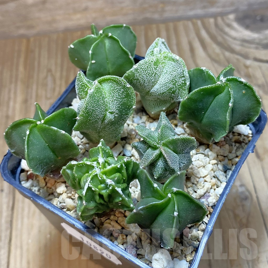 SH10890 Astrophytum myriostigma mix, seedling