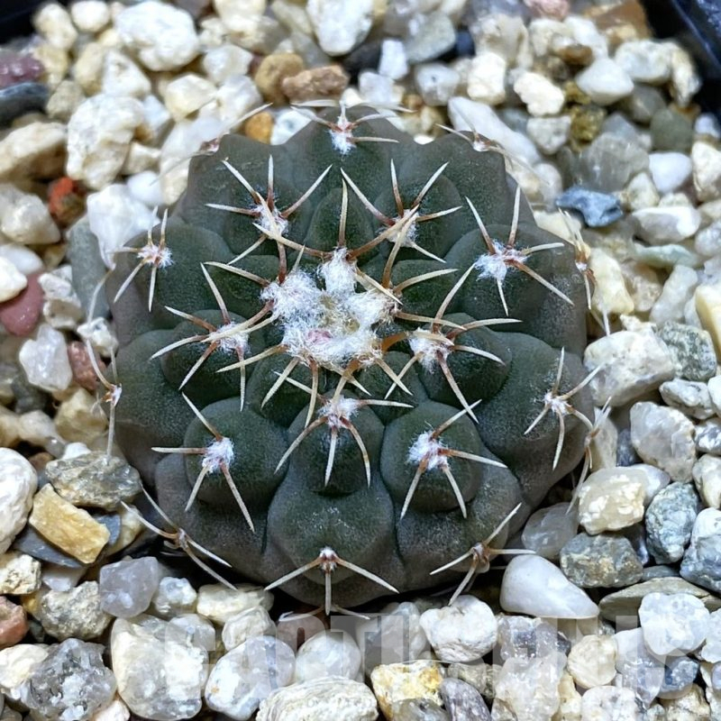 SH10914 Gymnocalycium stellatum VG 283