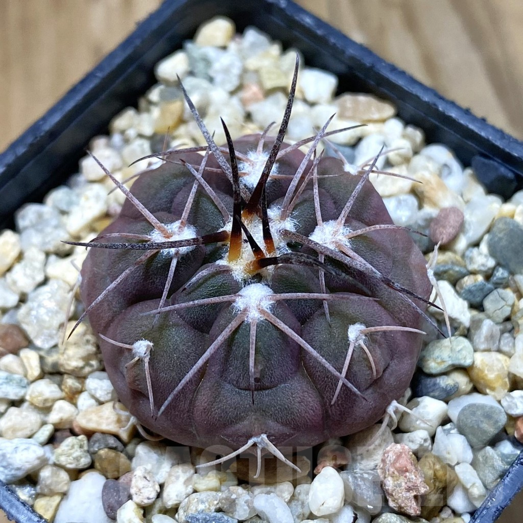 SH10915 Gymnocalycium ferrarii