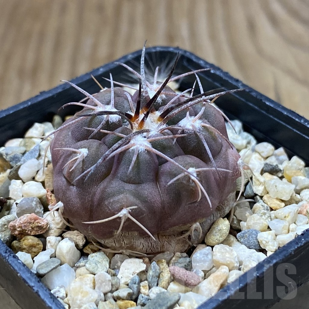 SH10915 Gymnocalycium ferrarii - Imagen 2