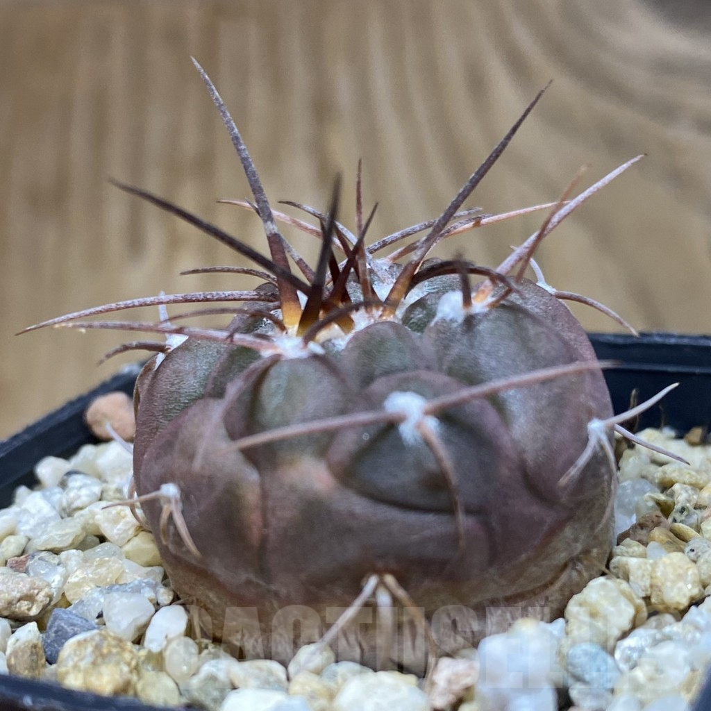 SH10916 Gymnocalycium ferrarii - Obrázek 2