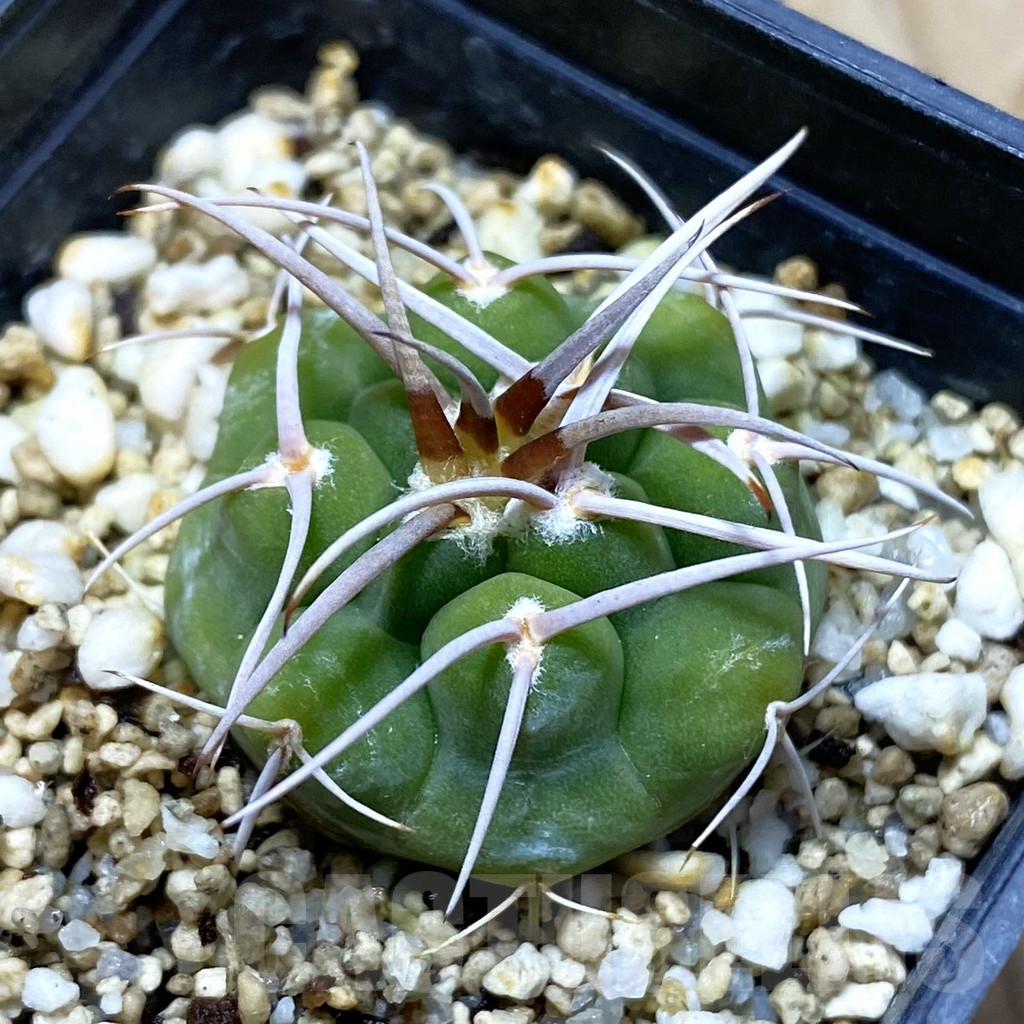 SH10917 Gymnocalycium ferocior VG 320