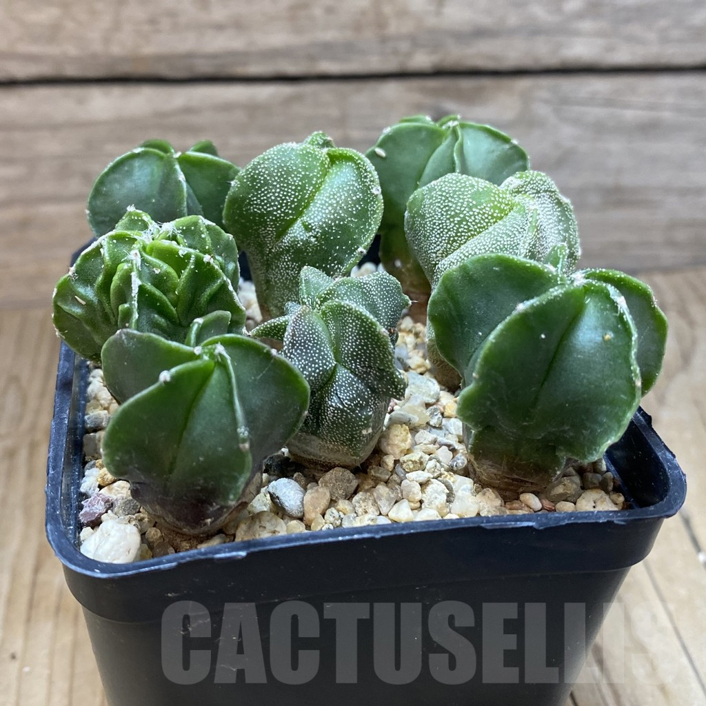 SH10890 Astrophytum myriostigma mix, seedling - Зображення 2
