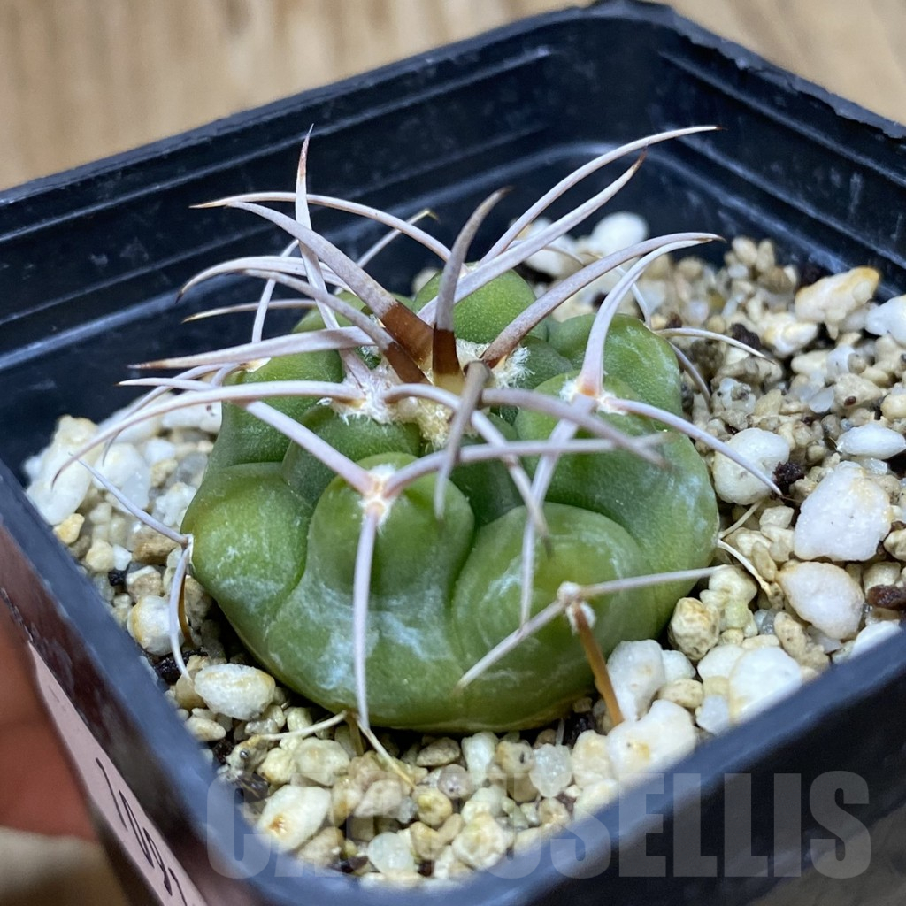 SH10917 Gymnocalycium ferocior VG 320 - Imagen 2