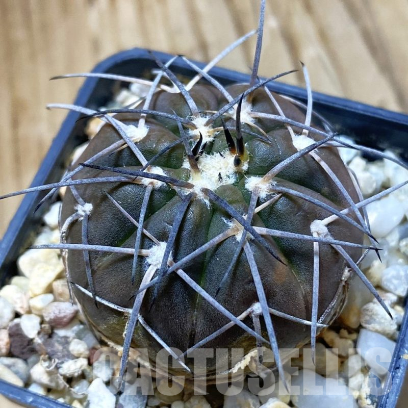 SH10920 Gymnocalycium spegazzinii TOM 12-719