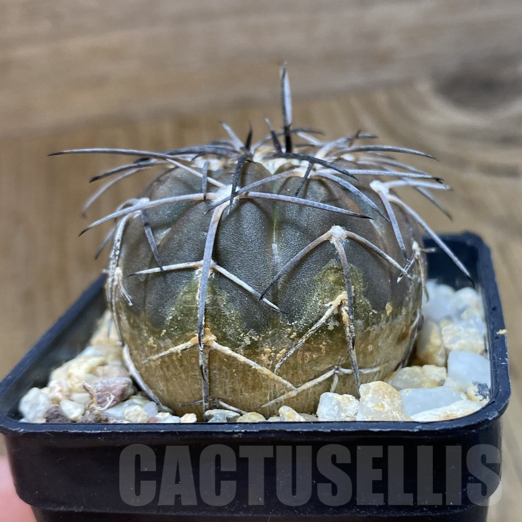 SH10920 Gymnocalycium spegazzinii TOM 12-719 - Image 2