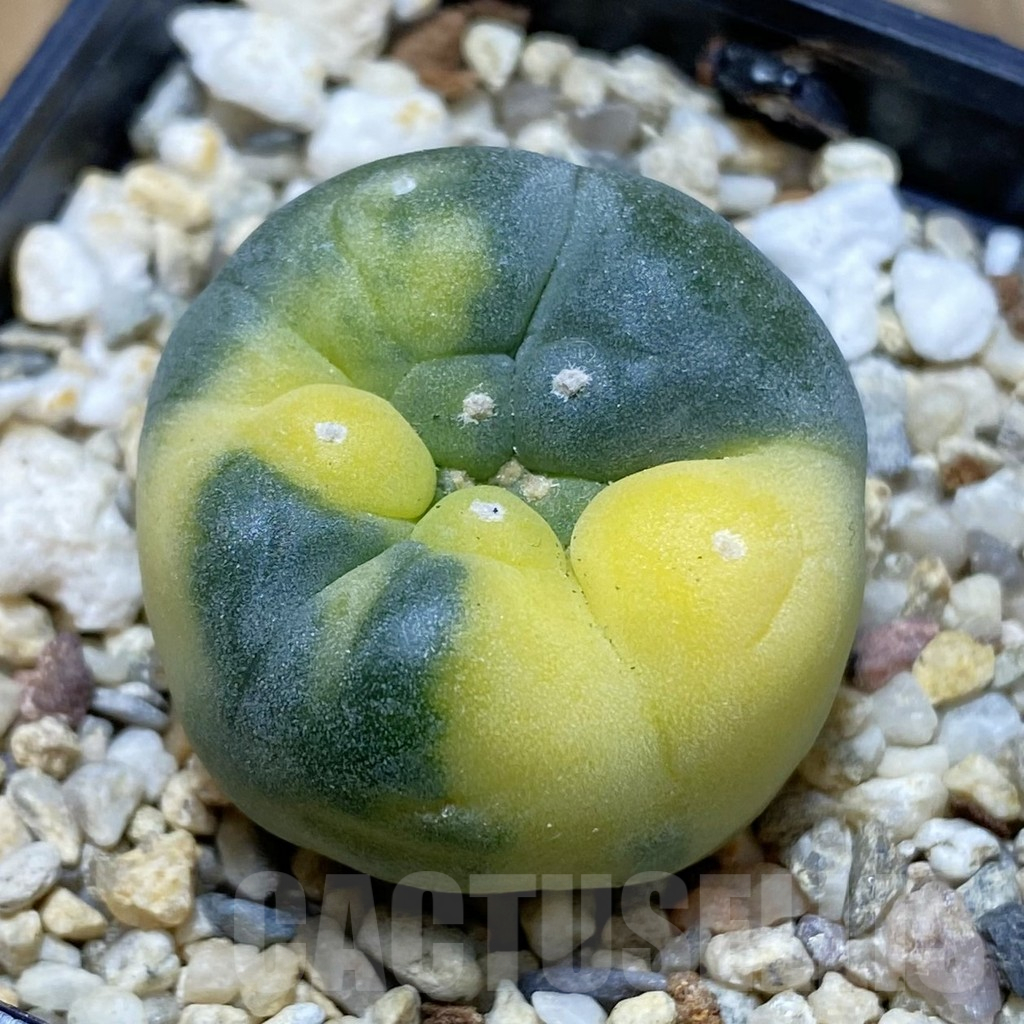 SH8613 Anhalonium f. variegata