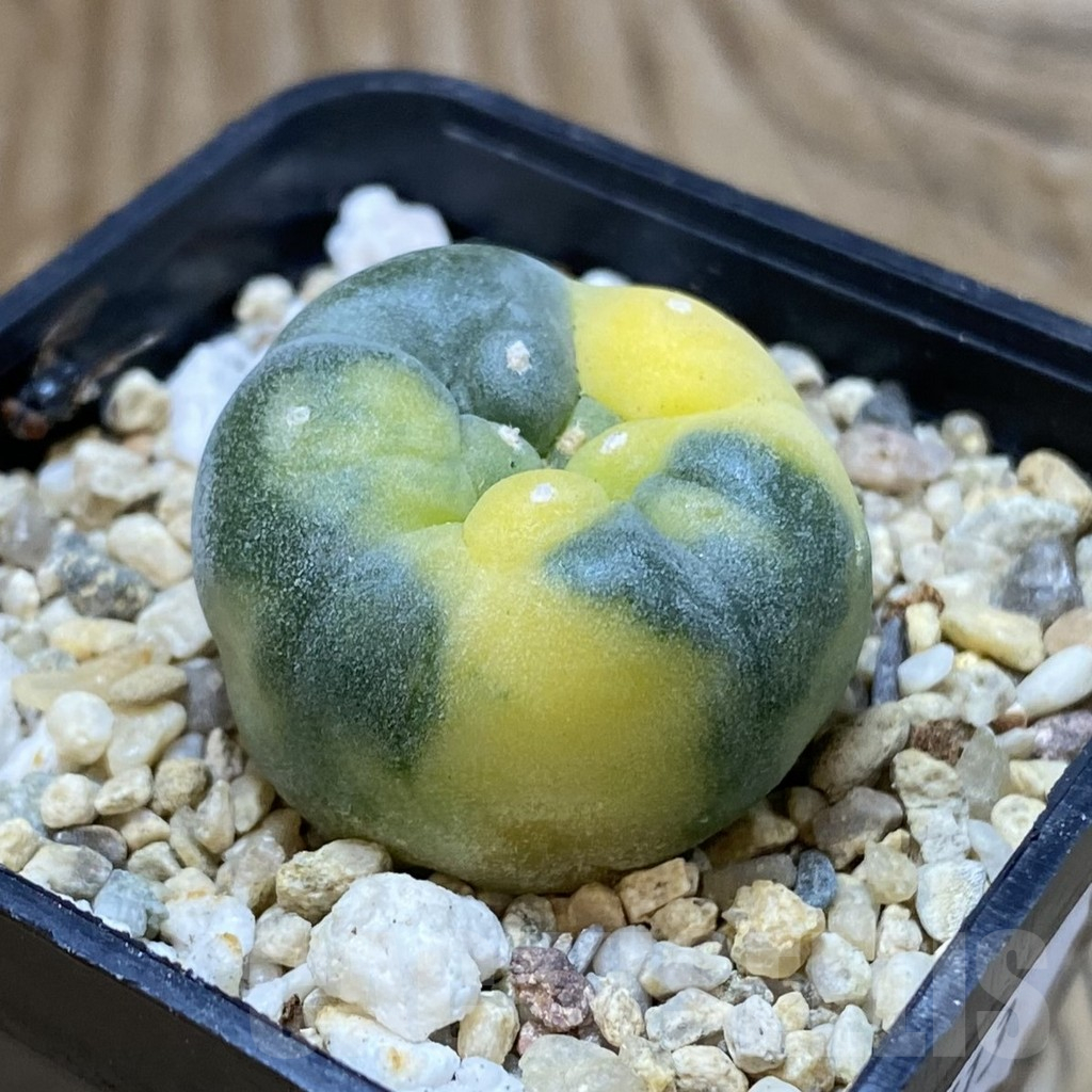 SH8613 Anhalonium f. variegata - immagine 2