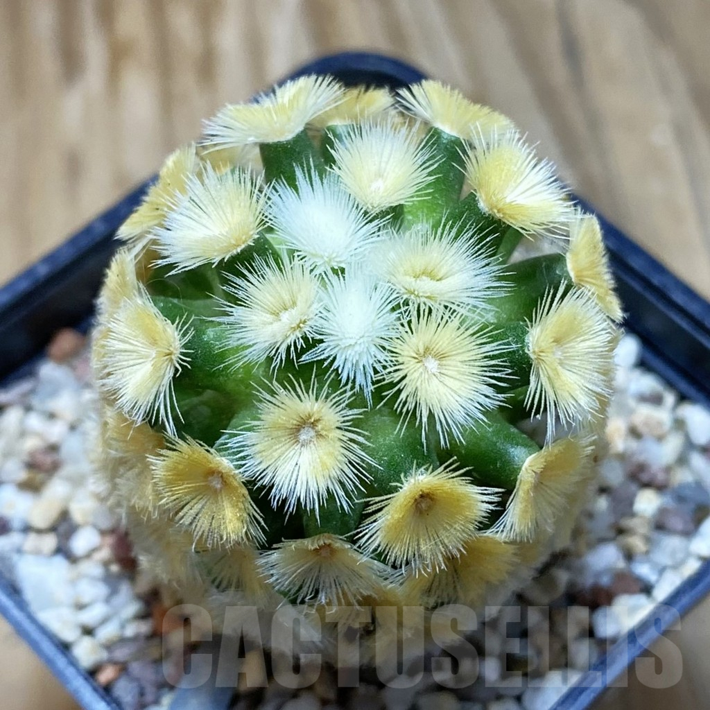 SH8899 Mammillaria carmenae ‘Buddha’, seedling