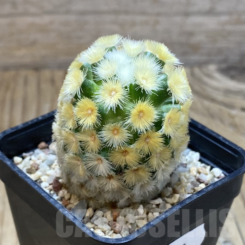 SH8899 Mammillaria carmenae ‘Buddha’, seedling - immagine 2