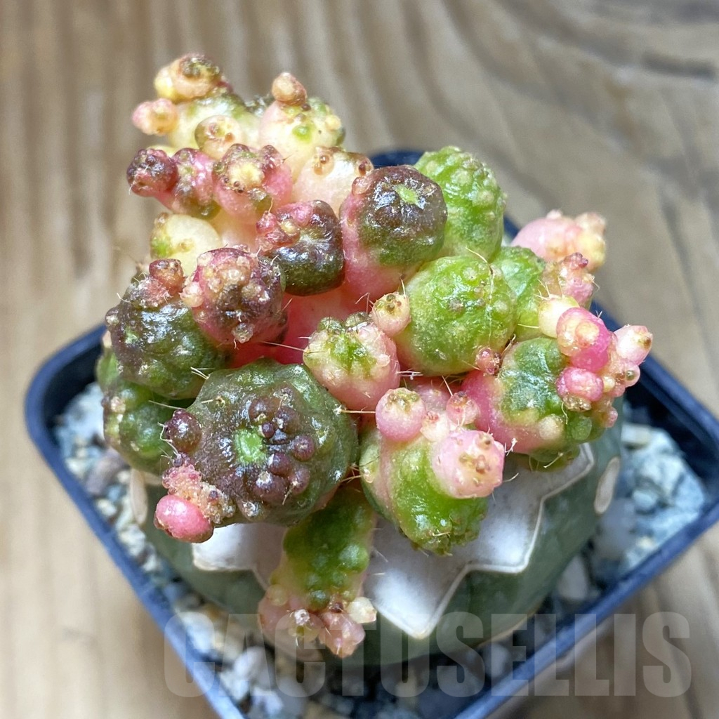 SH9146 Mammillaria bocasana 'Fred' f. variegata, grafted