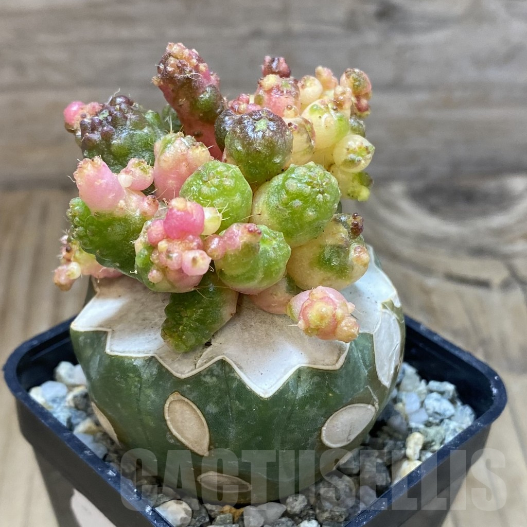 SH9146 Mammillaria bocasana 'Fred' f. variegata, grafted - Зображення 2