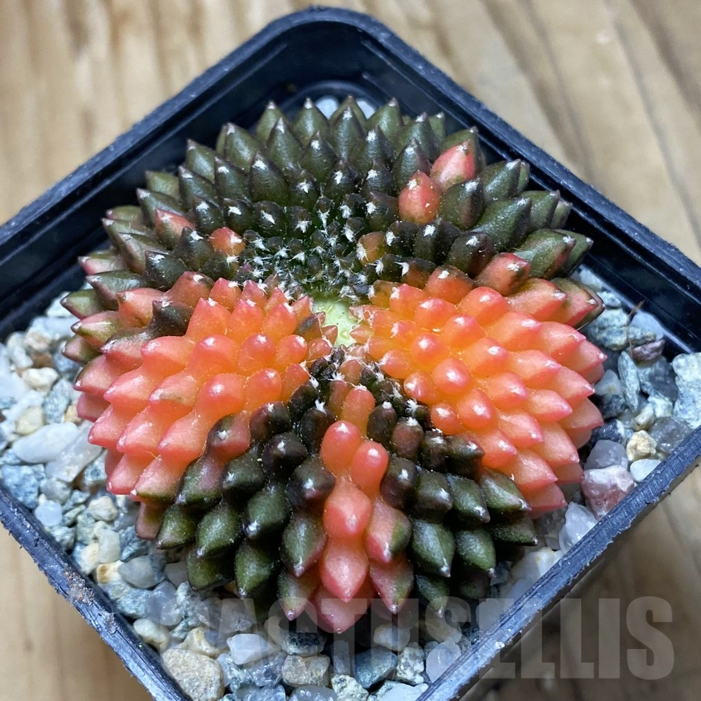 SH9158 Gymnocalycium mihanovichii 'inermis' variegata f. cristata