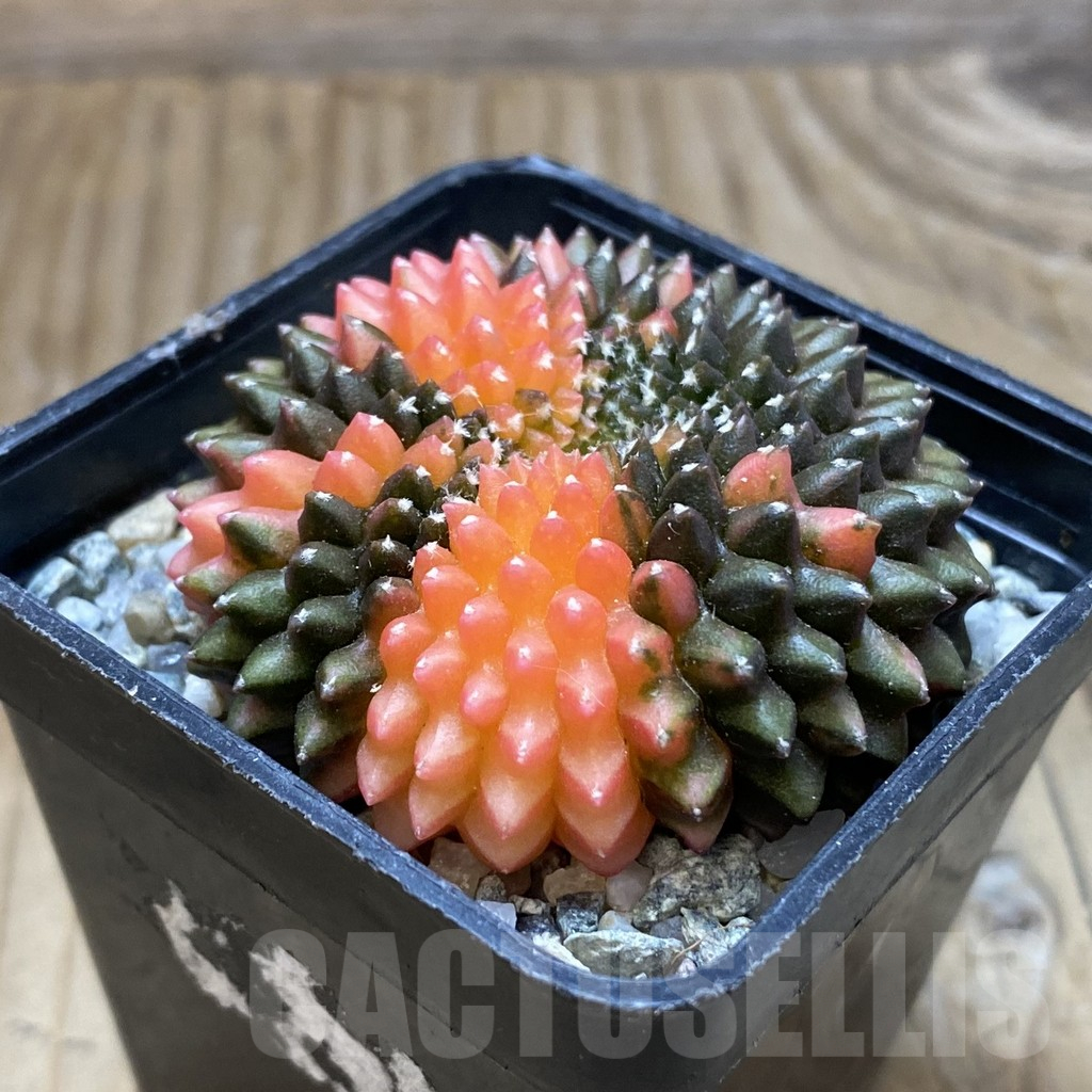 SH9158 Gymnocalycium mihanovichii 'inermis' variegata f. cristata - Зображення 2