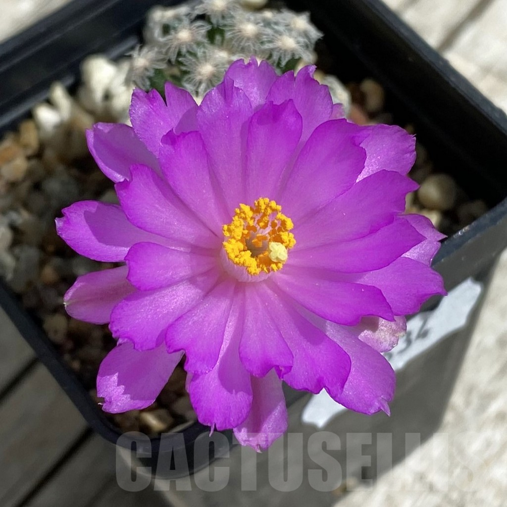 SH15731 Mammillaria theresae v. minima GCG 12504, own roots