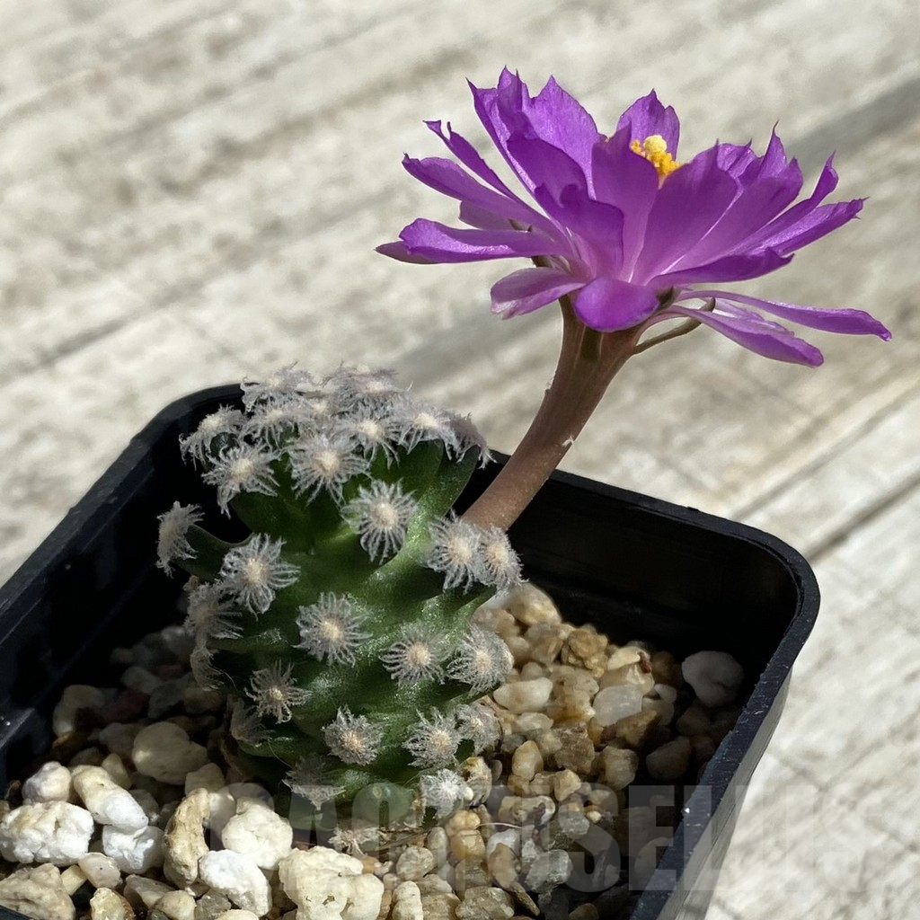 SH15731 Mammillaria theresae v. minima GCG 12504, own roots - Image 2