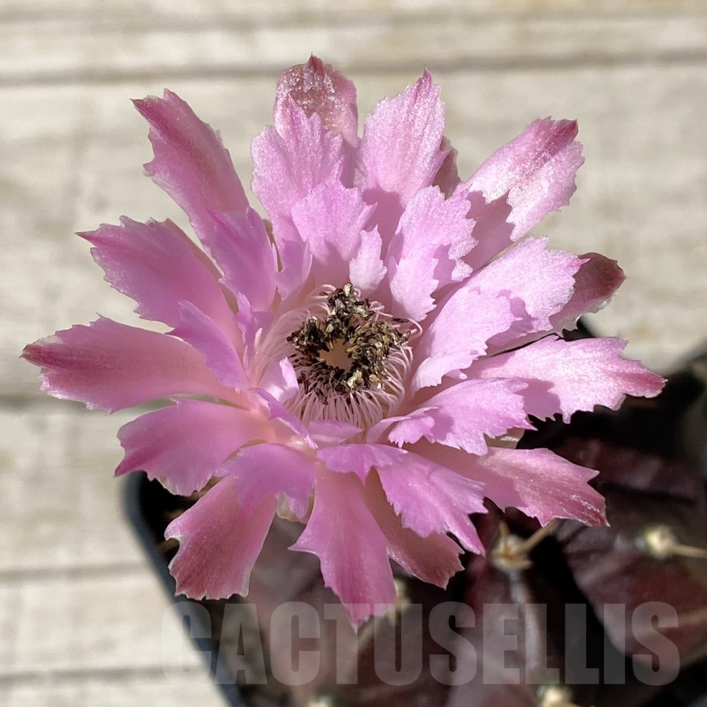 SH15752 Gymnocalycium mihanovichii ‘Black Widow’ hybrid, seedling