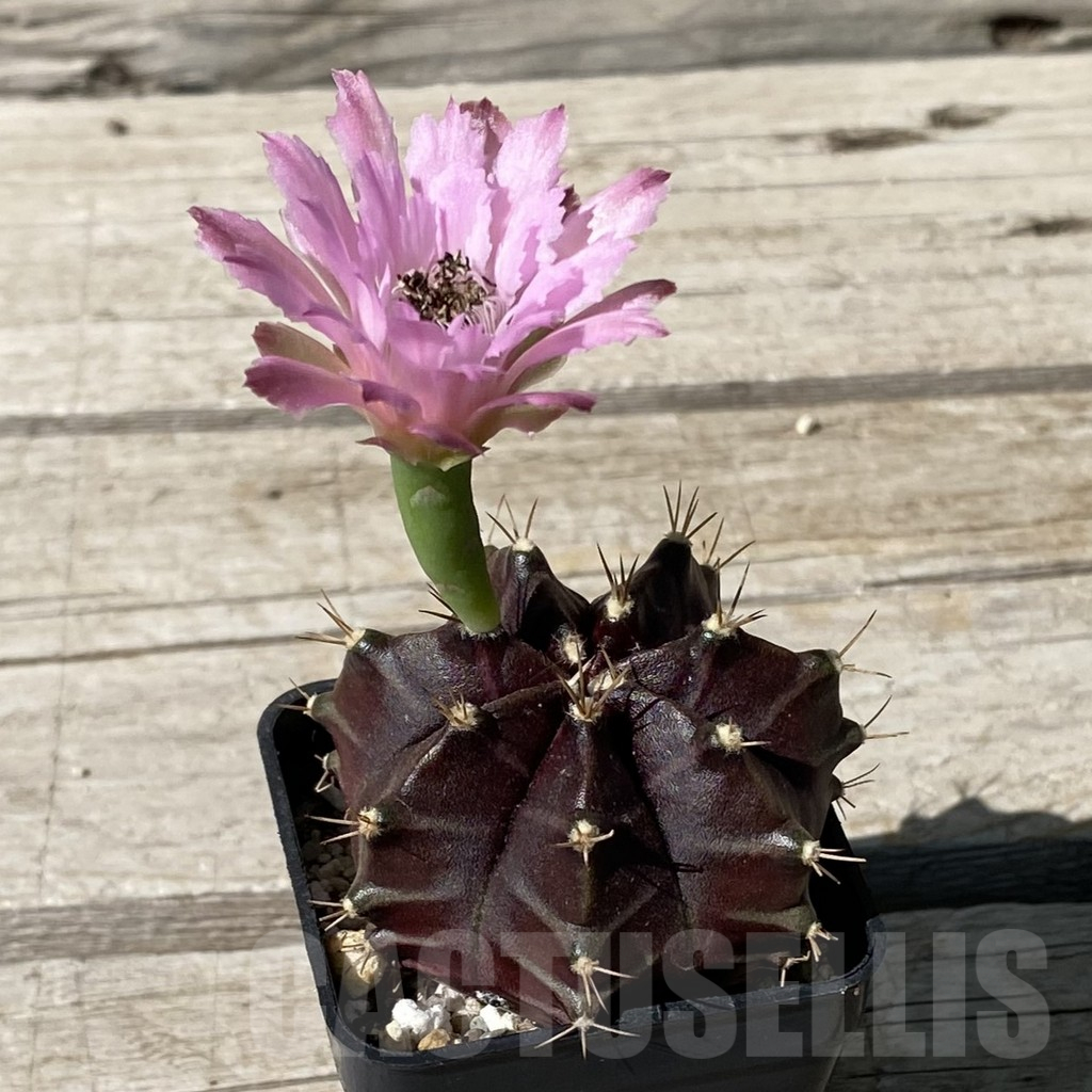 SH15752 Gymnocalycium mihanovichii ‘Black Widow’ hybrid, seedling - Image 2
