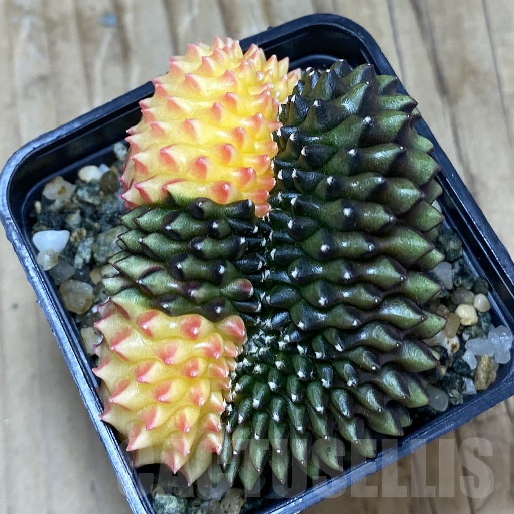 SH9496 Gymnocalycium mihanovichii 'inermis' variegata f. cristata - Image 2