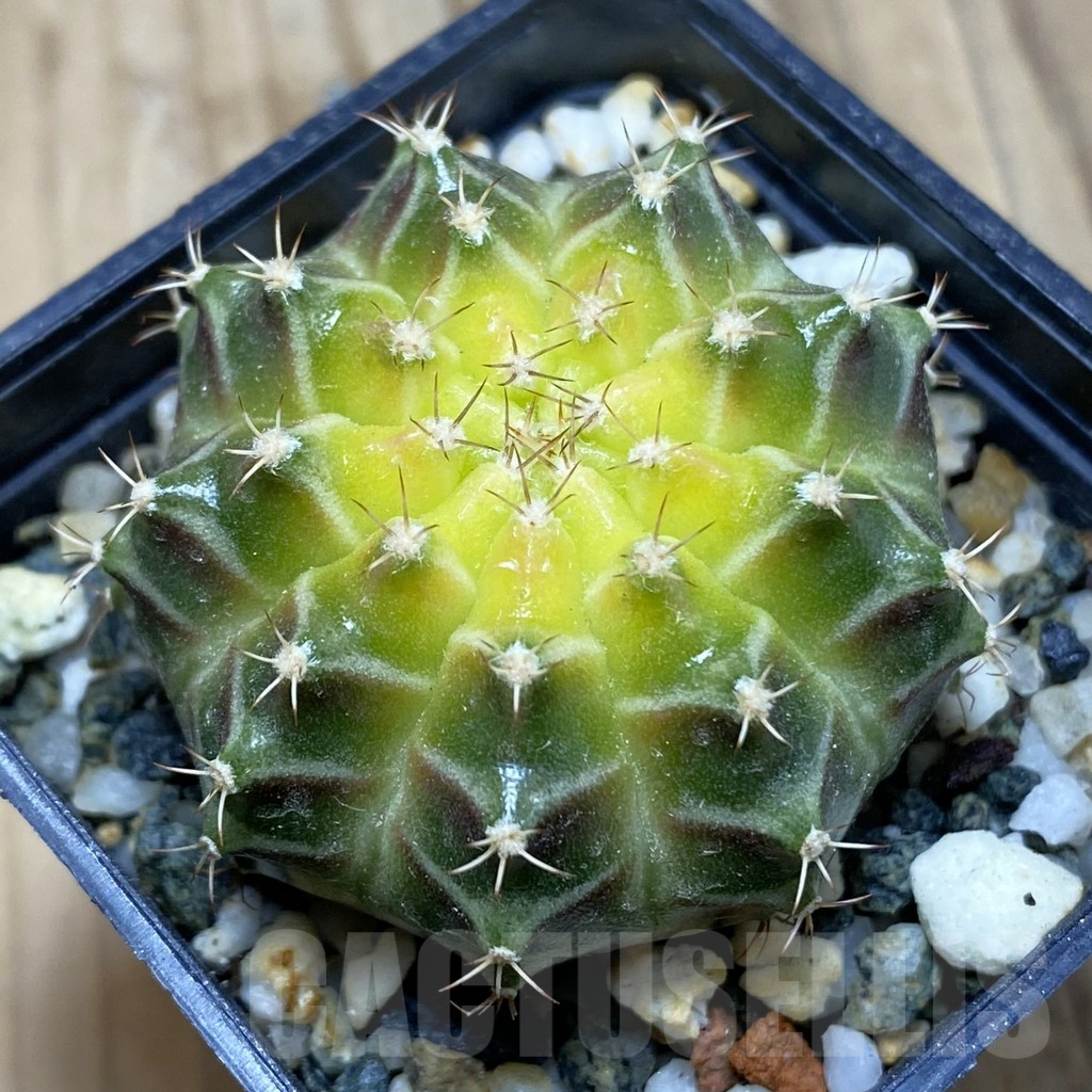 SH10210 Gymnocalycium mihanovichii 'Neon', seedling