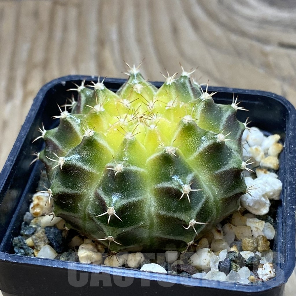 SH10210 Gymnocalycium mihanovichii 'Neon', seedling - Image 2