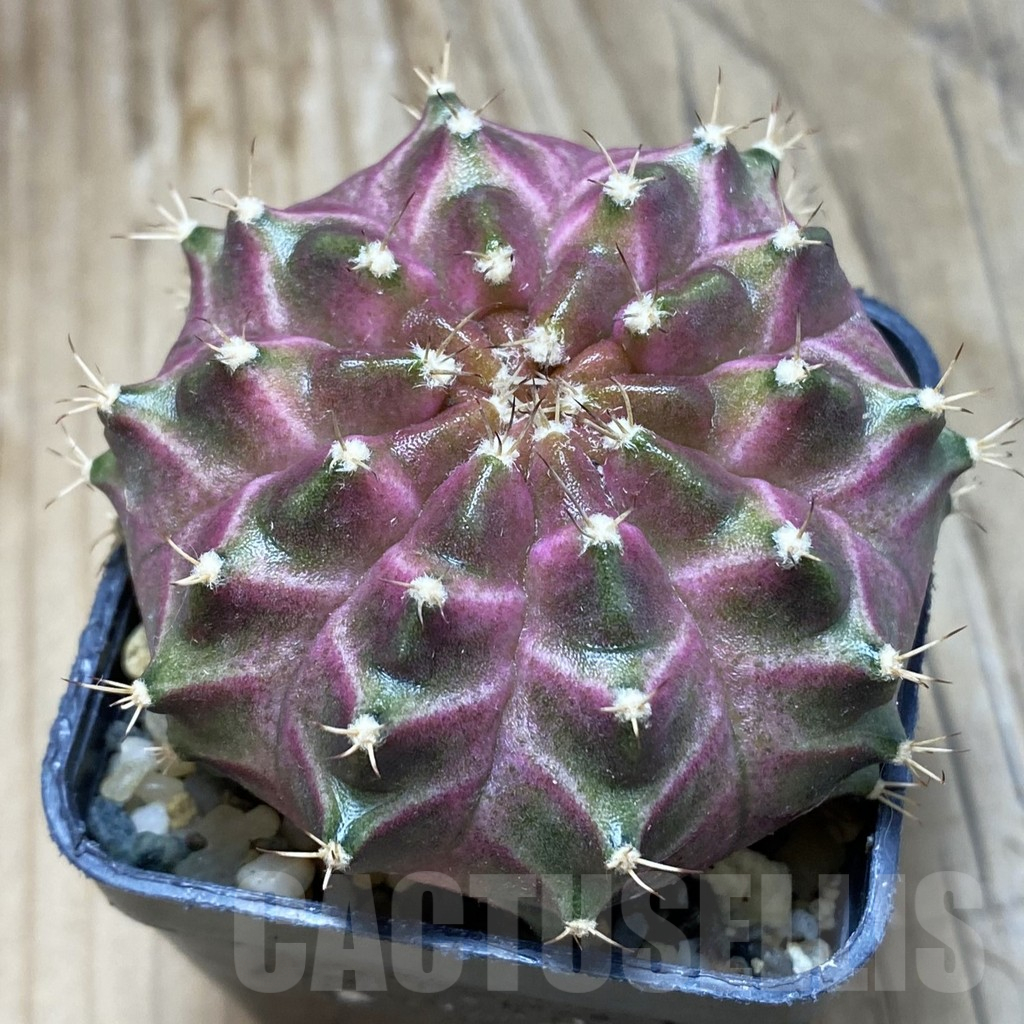SH9156 Gymnocalycium mihanovichii ‘Neon’ hybrid, seedling