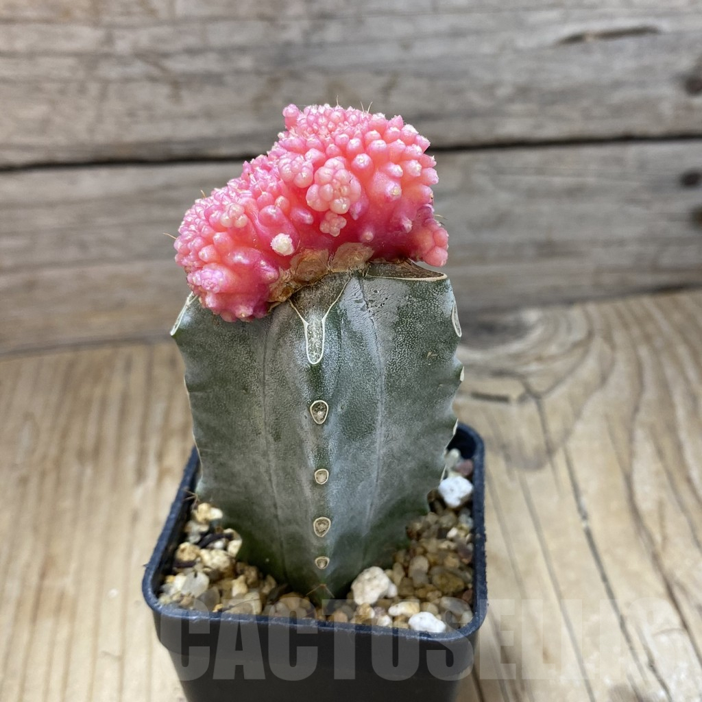 SH8777 Gymnocalycium mihanovichii 'Transformer' f. variegata cristata, grafted - Image 2