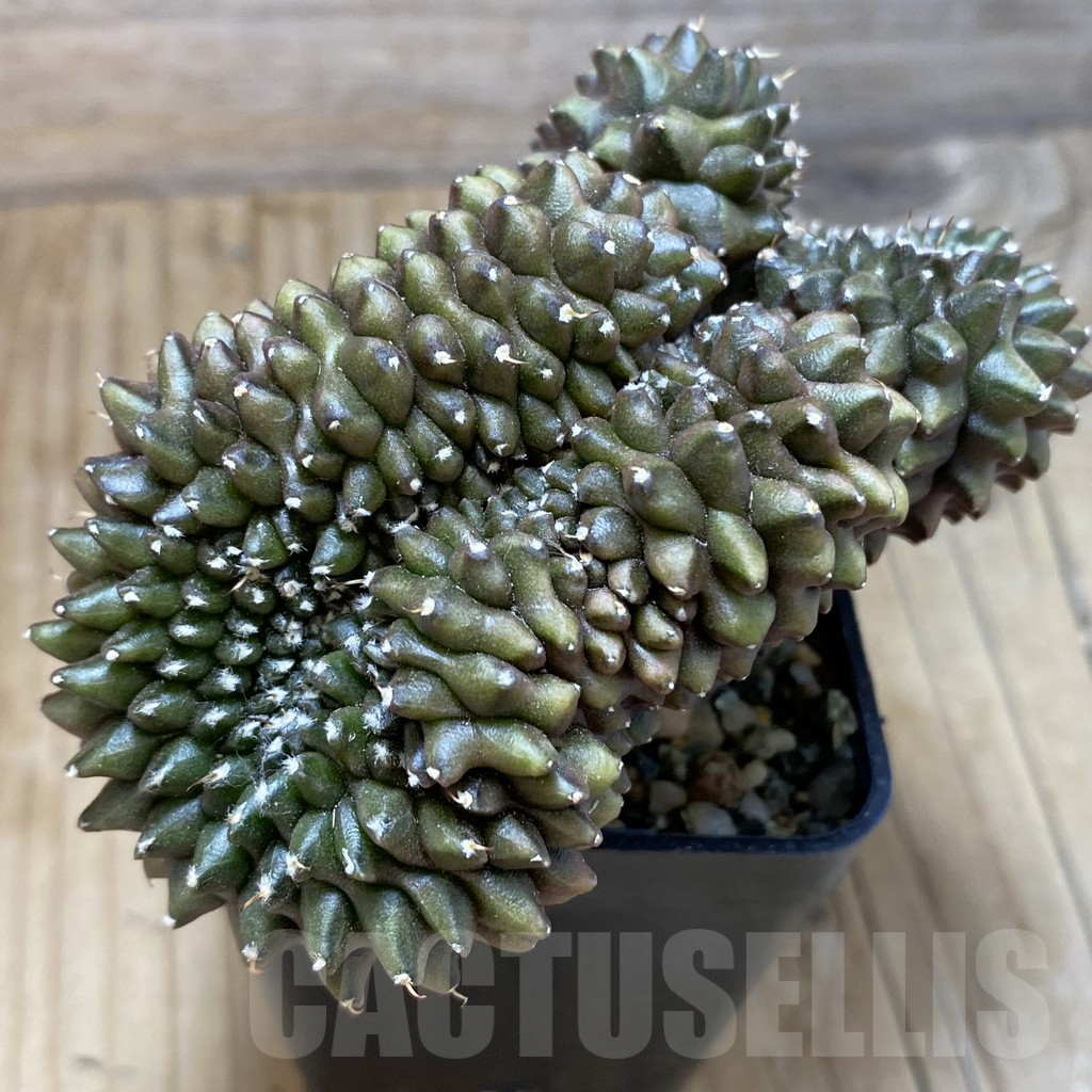 SH9631 Gymnocalycium mihanovichii ‘inermis’ f. cristata