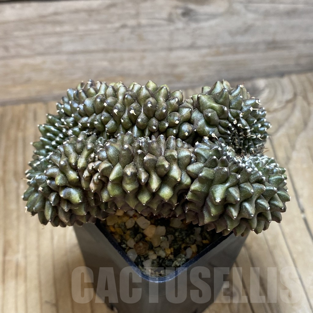 SH9631 Gymnocalycium mihanovichii ‘inermis’ f. cristata - Image 3