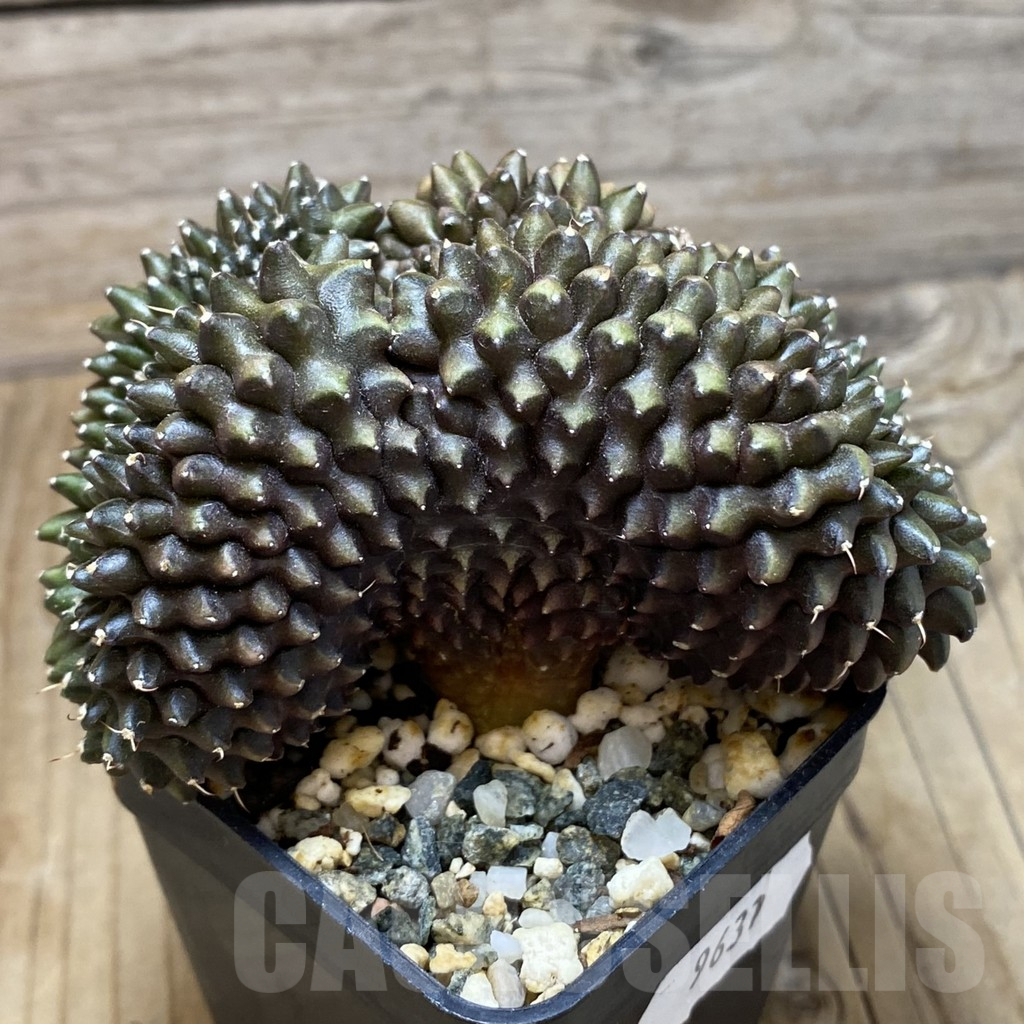 SH9631 Gymnocalycium mihanovichii ‘inermis’ f. cristata - Image 2