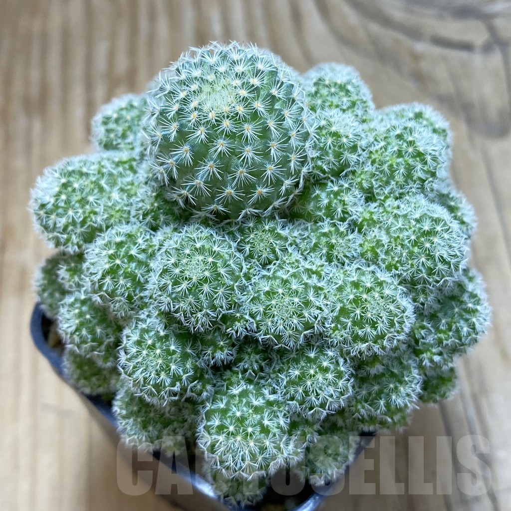 SH8773 Mammillaria egregia f. monstrosa