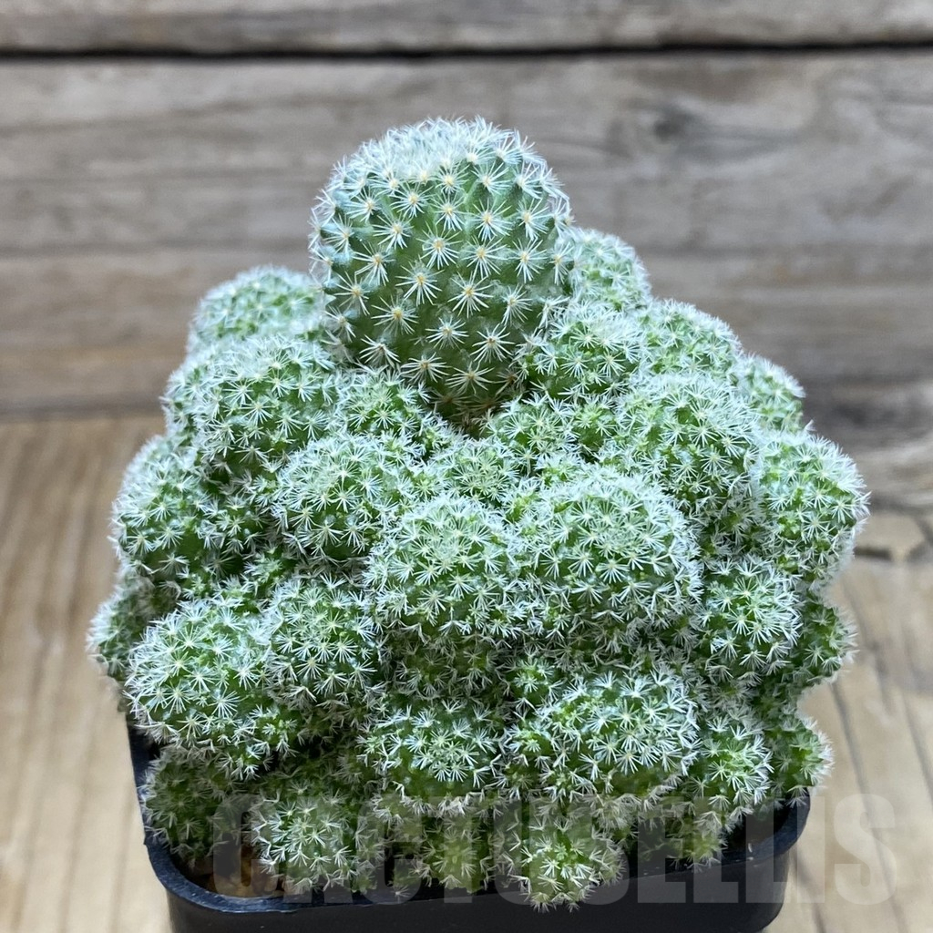 SH8773 Mammillaria egregia f. monstrosa - Image 2