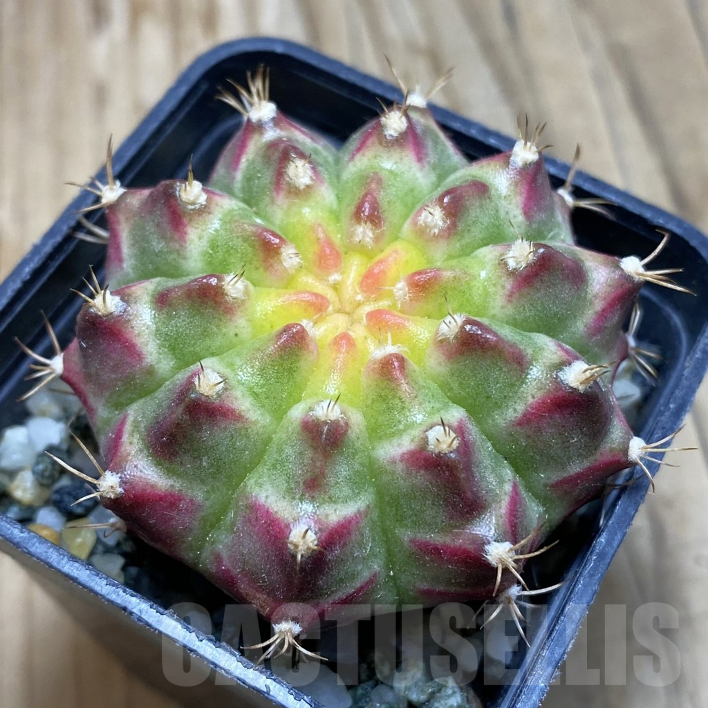 SH9326 Gymnocalycium mihanovichii ‘Neon Green’ hybrid, seedling