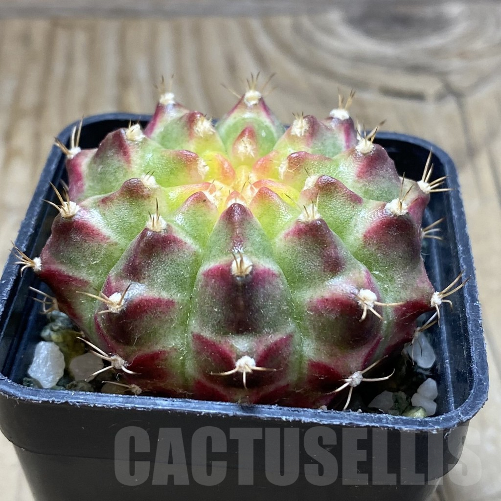SH9326 Gymnocalycium mihanovichii ‘Neon Green’ hybrid, seedling - Image 2