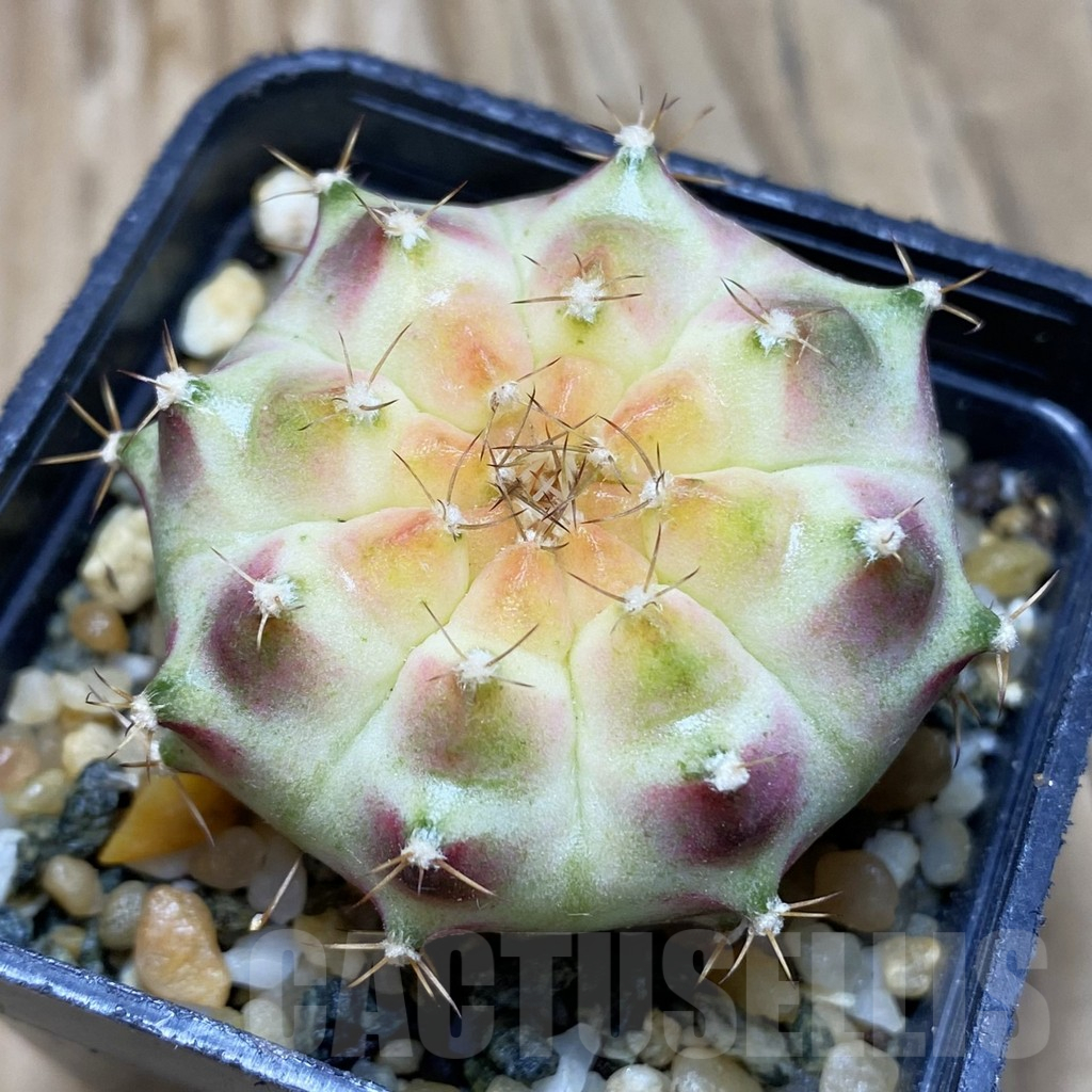 SH9327 Gymnocalycium mihanovichii ‘Neon’ hybrid, seedling
