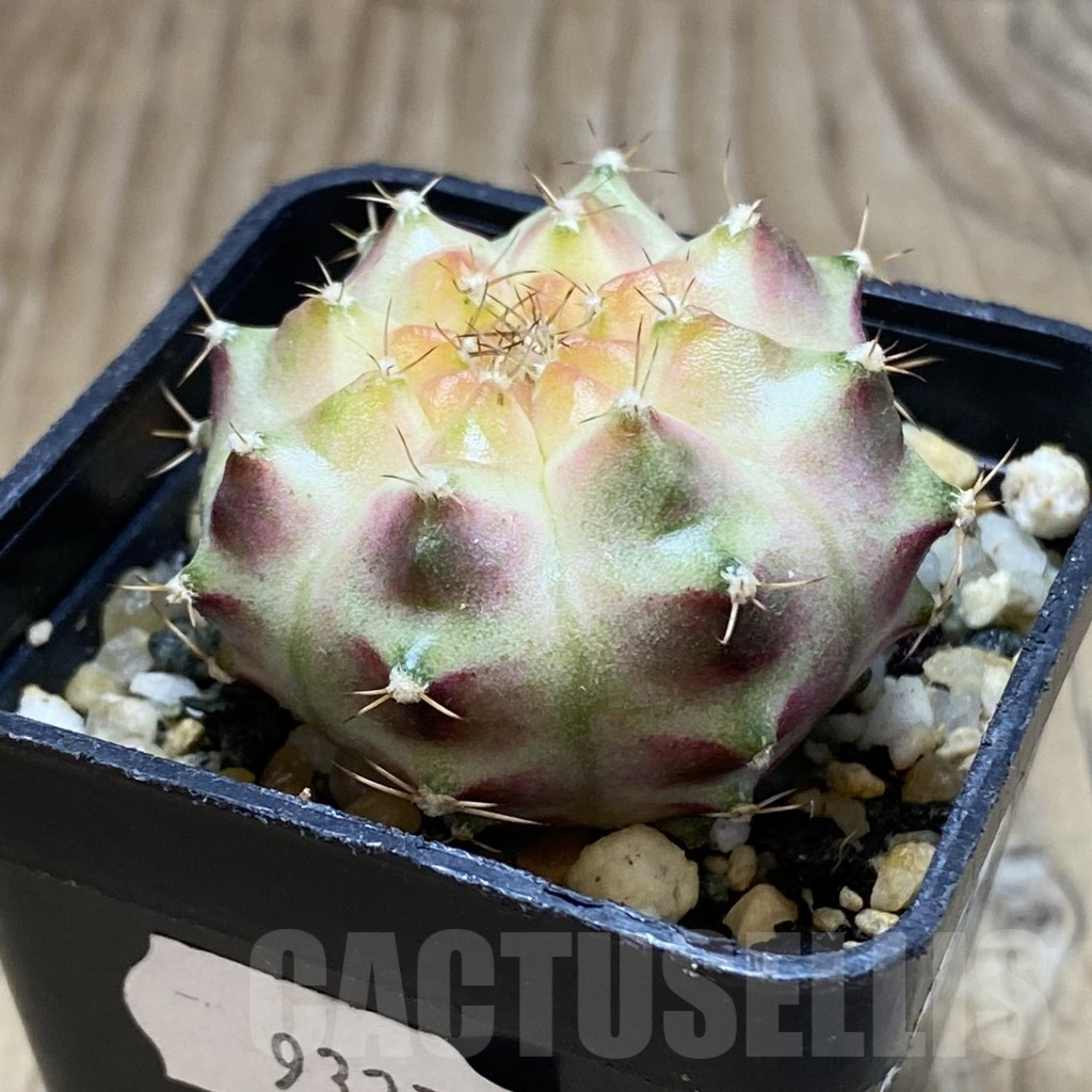 SH9327 Gymnocalycium mihanovichii ‘Neon’ hybrid, seedling - Image 2