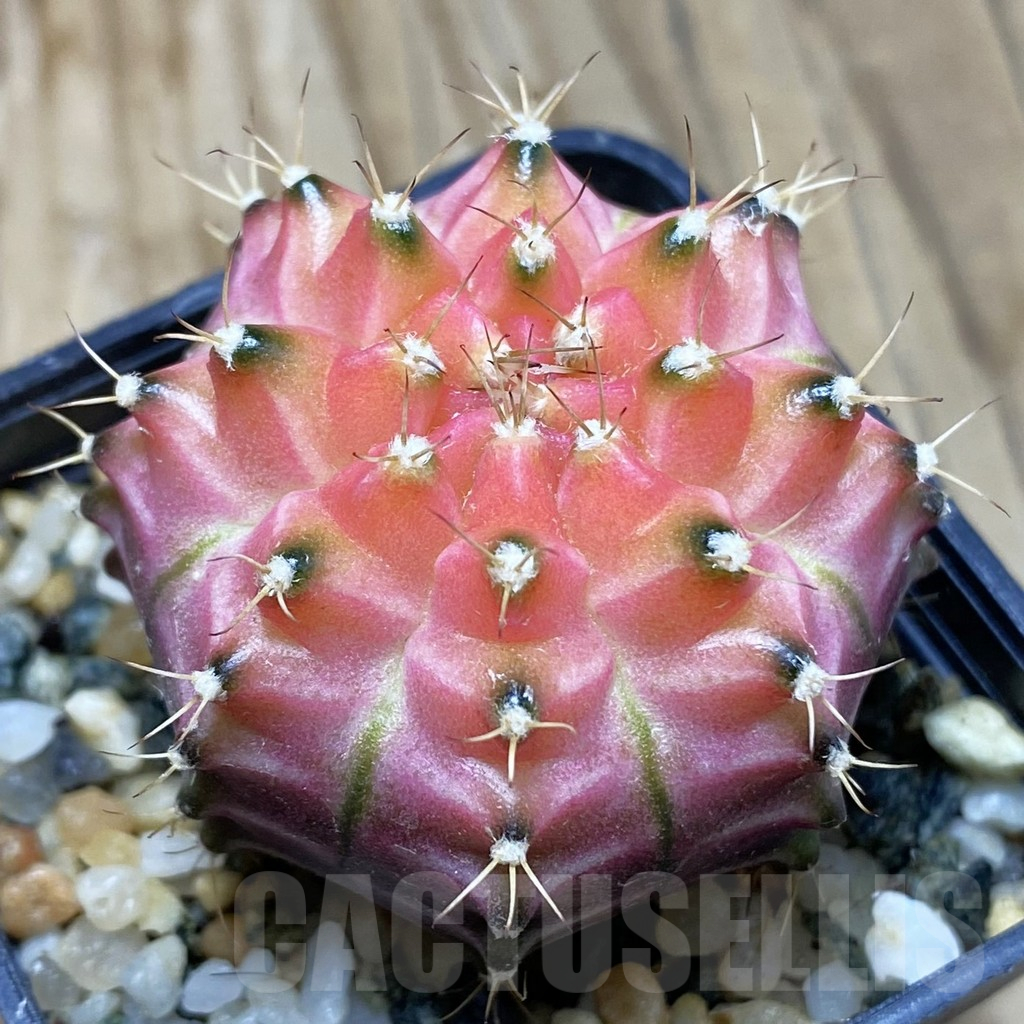 SH9328 Gymnocalycium mihanovichii ‘Neon’ hybrid, seedling