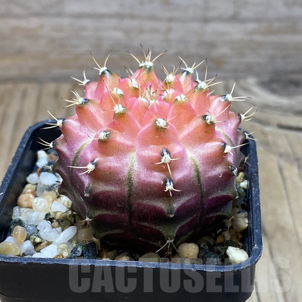 SH9328 Gymnocalycium mihanovichii ‘Neon’ hybrid, seedling - immagine 2
