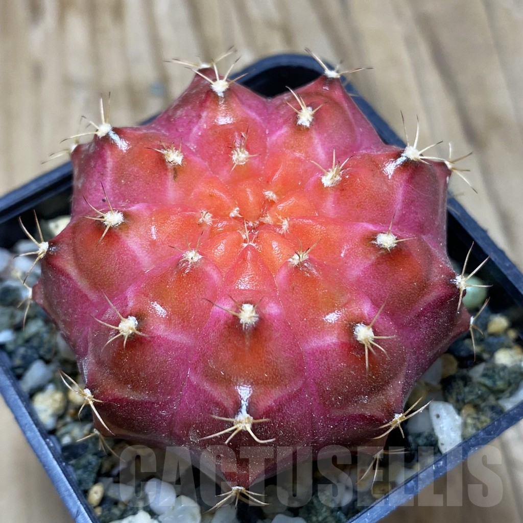 SH9729 Gymnocalycium mihanovichii 'Neon', seedling